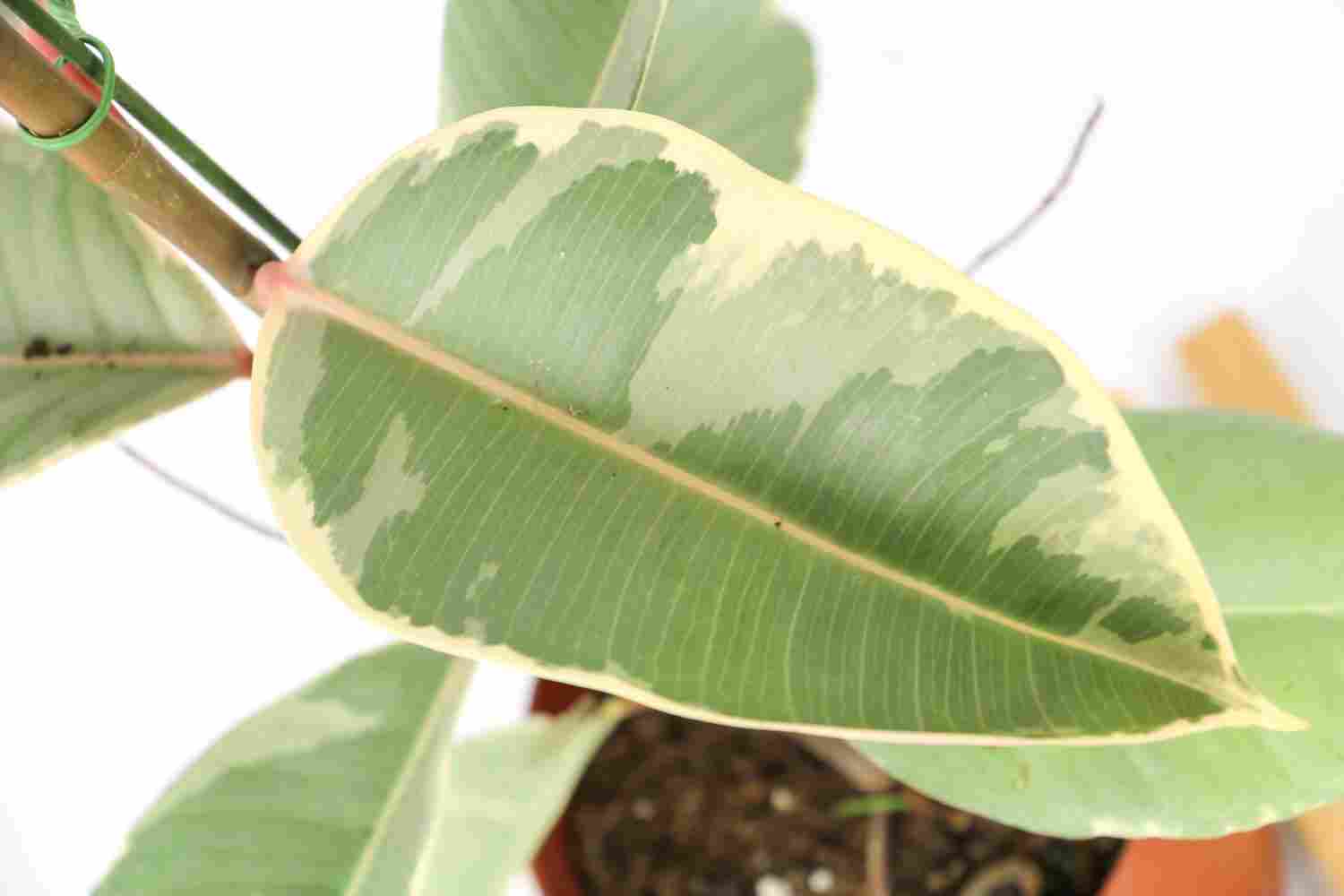 种上橡皮树，静静等待花开的日子 - 功圣花卉