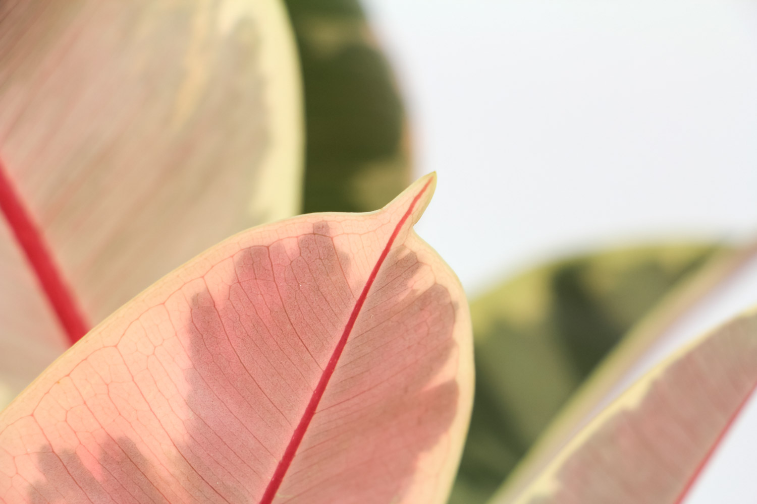 种上橡皮树，静静等待花开的日子(图2)