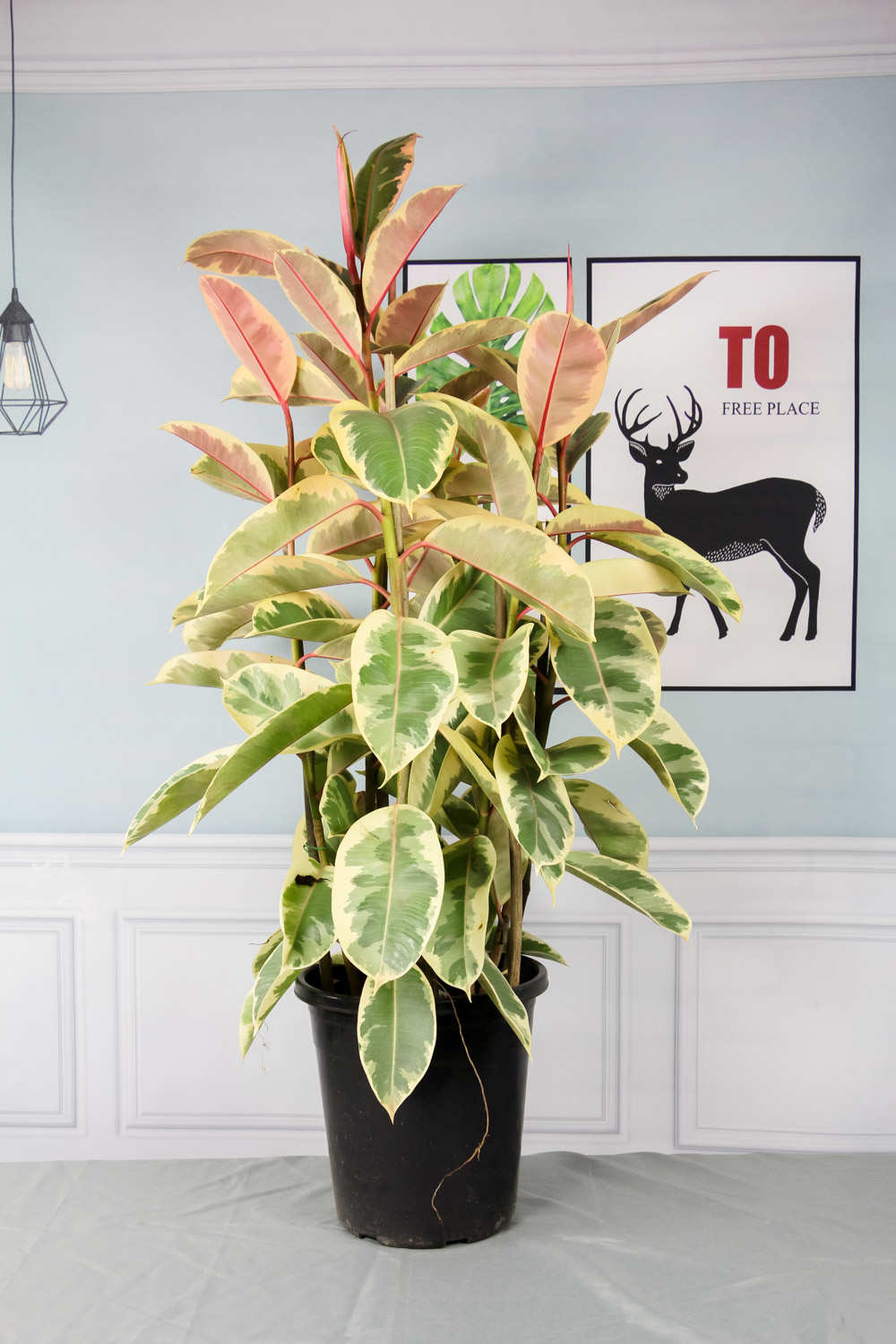 种上橡皮树，静静等待花开的日子(图3)