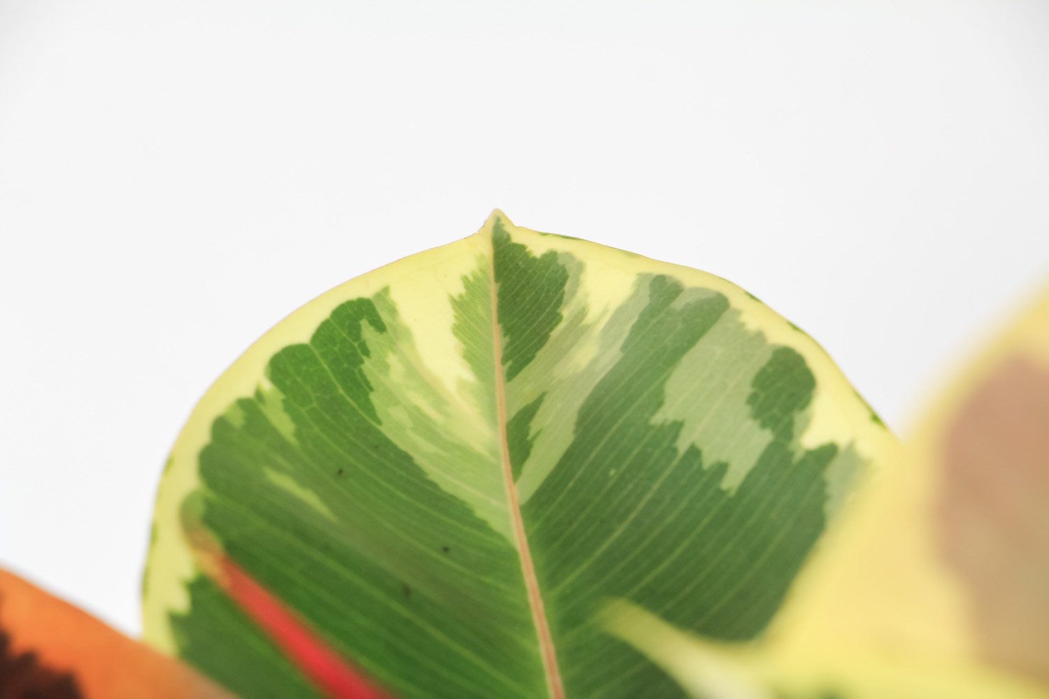 种上橡皮树，静静等待花开的日子(图4)