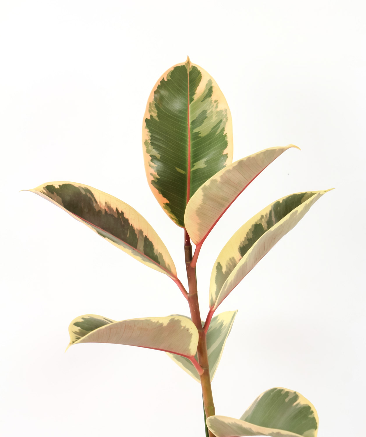 种上橡皮树，静静等待花开的日子(图5)