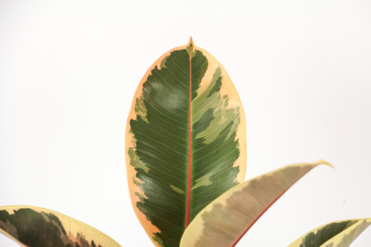 种上橡皮树，静静等待花开的日子(图6)