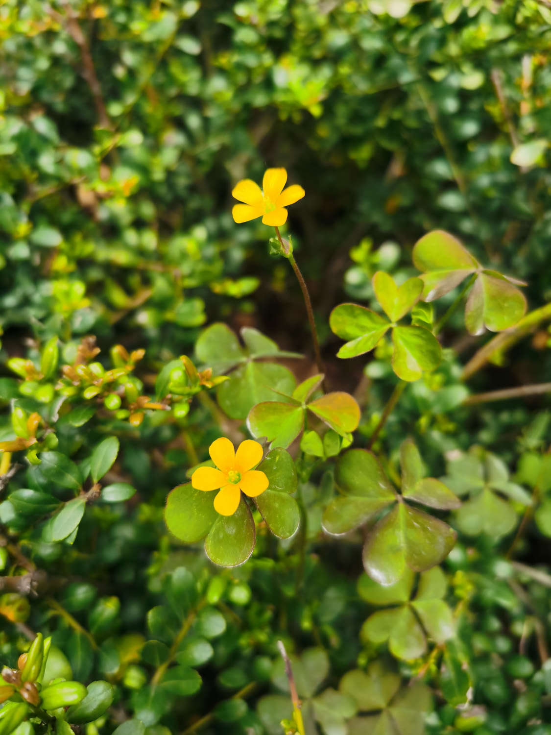 明丽的黄花酢浆草(图3)