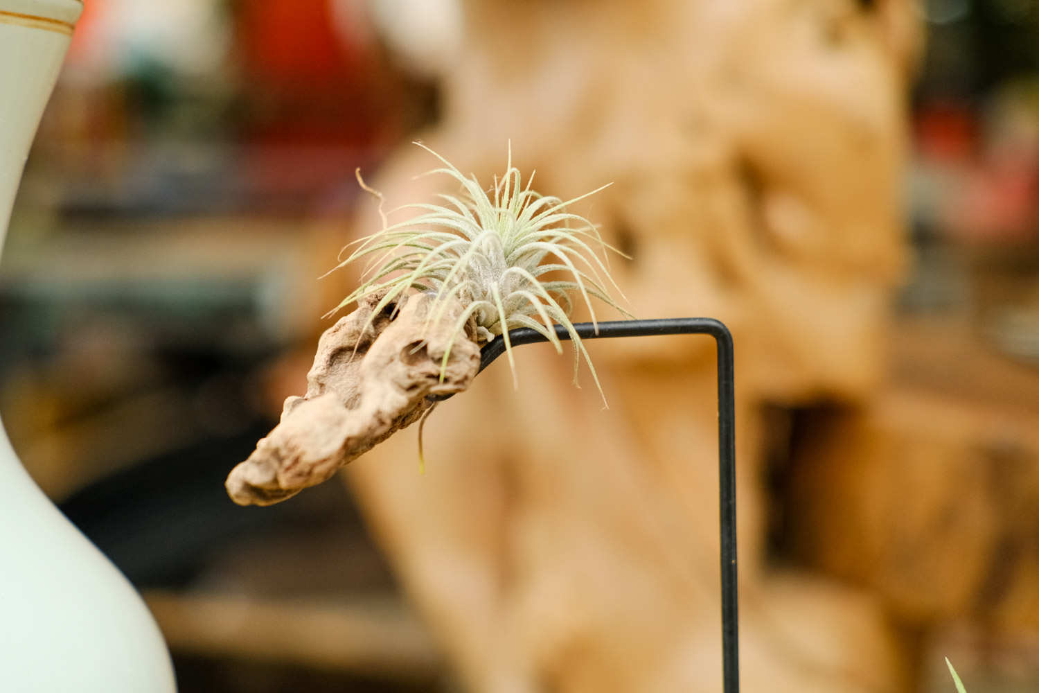 不需要土壤的植物——空气凤梨盆景 - 功圣花卉