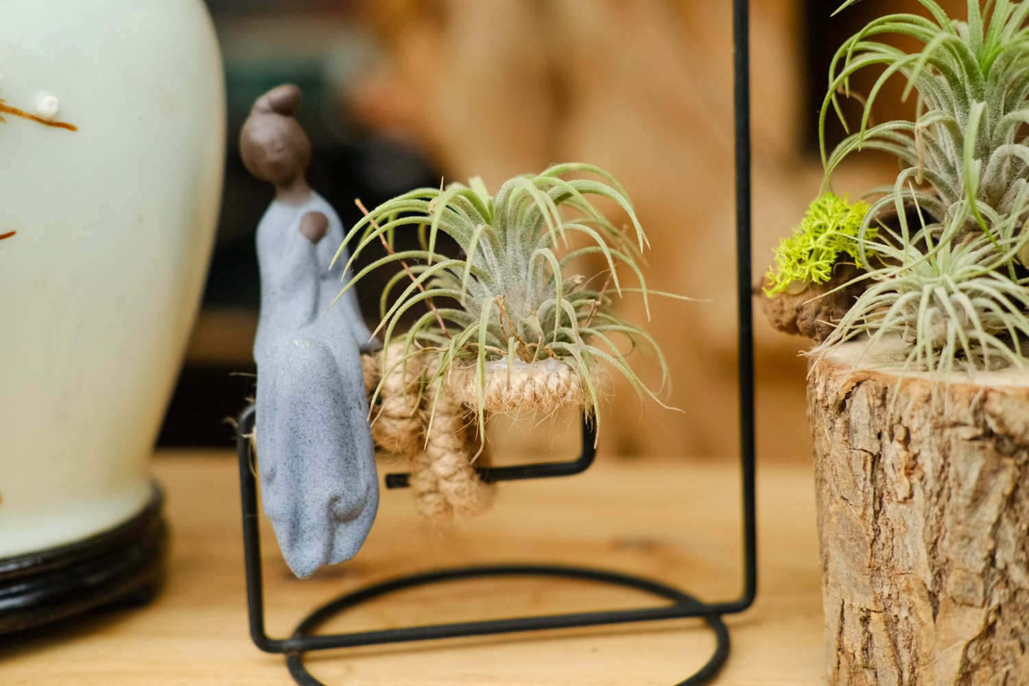 不需要土壤的植物——空气凤梨盆景(图3)