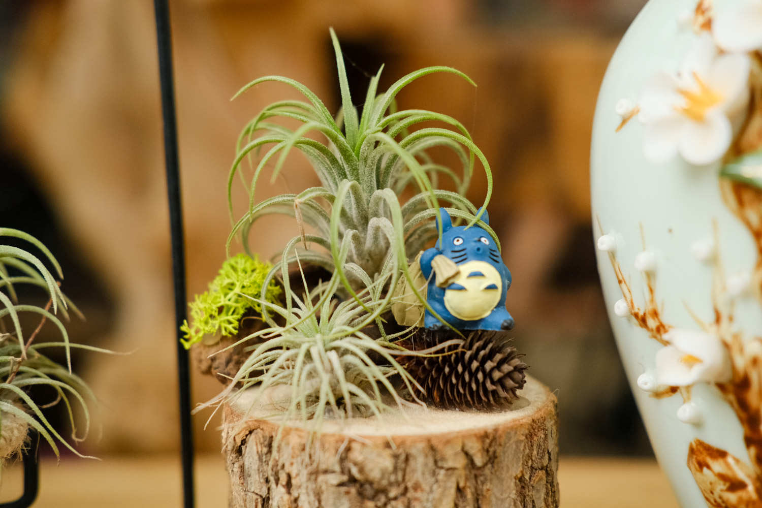 不需要土壤的植物——空气凤梨盆景(图4)