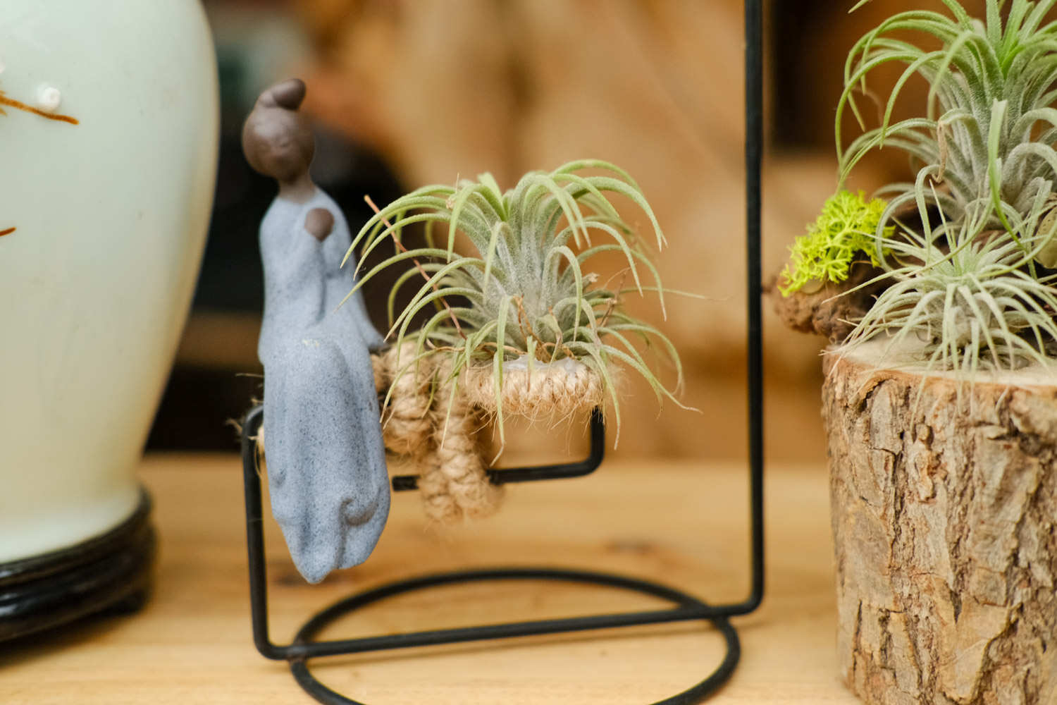 不需要土壤的植物——空气凤梨盆景(图5)