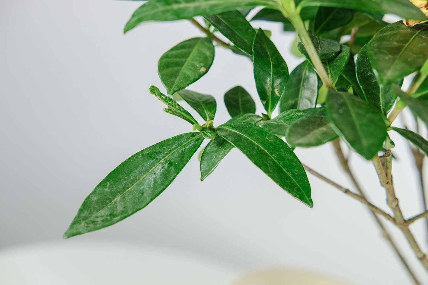 栀子花开，如此可爱——栀子花盆景 - 功圣花卉