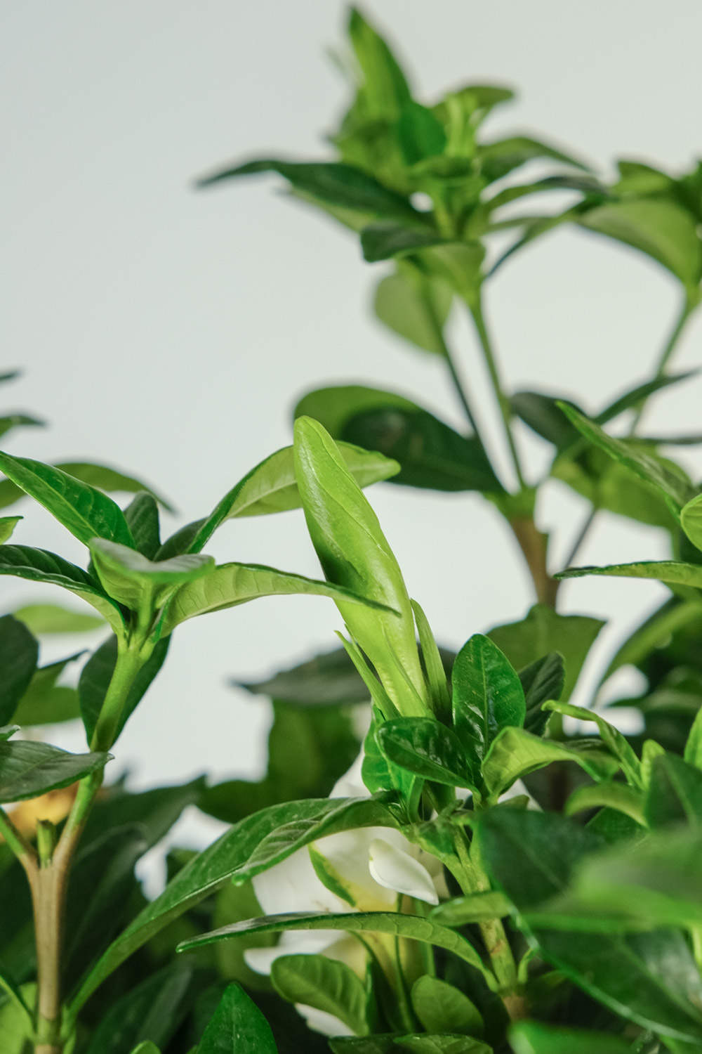 栀子花开，如此可爱——栀子花盆景(图2)