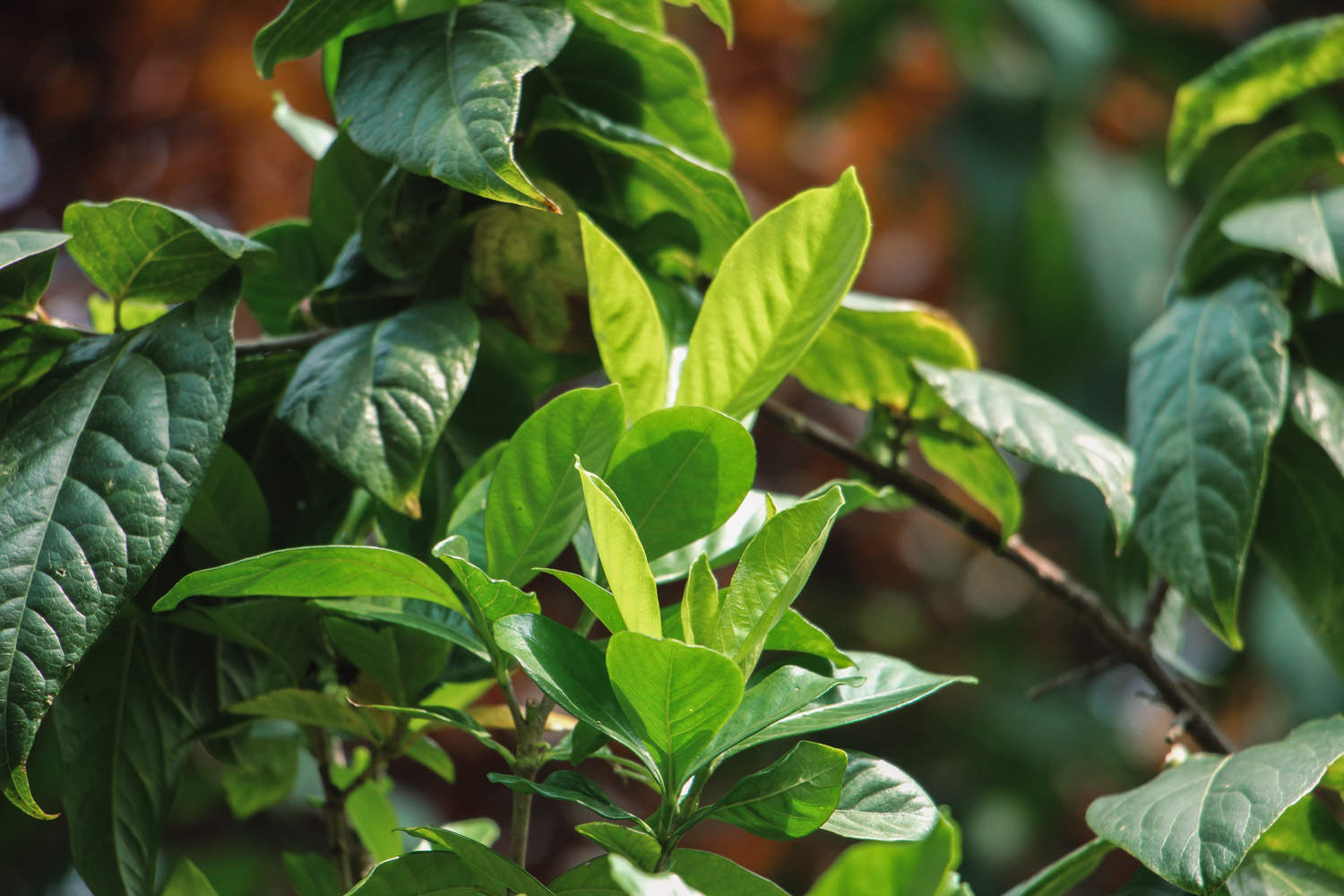 栀子花开，如此可爱——栀子花盆景(图3)