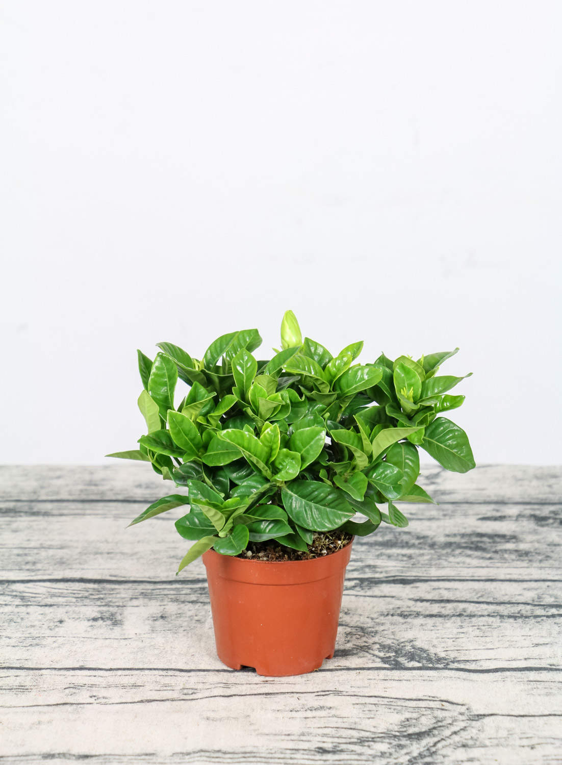 栀子花开，如此可爱——栀子花盆景(图4)