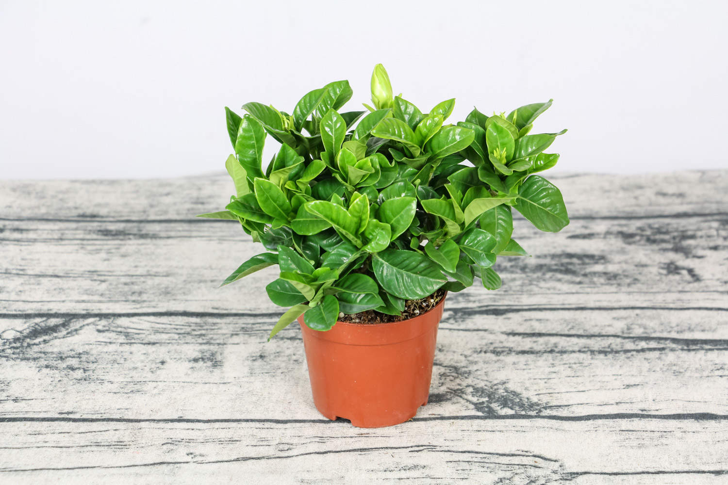 栀子花开，如此可爱——栀子花盆景(图5)