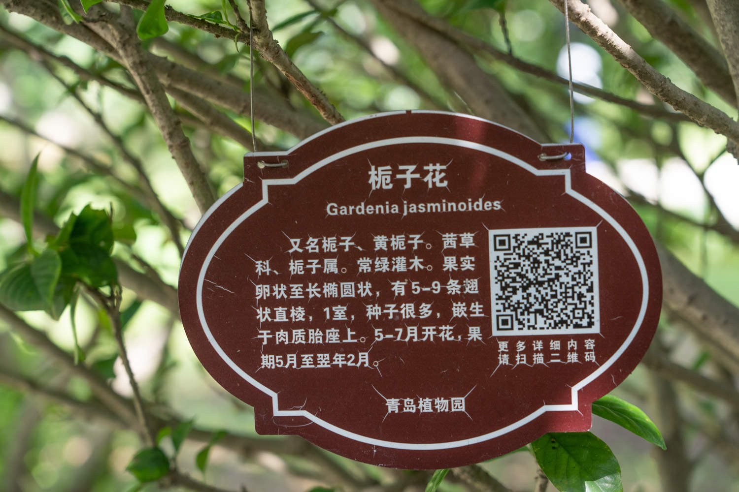 栀子花开，如此可爱——栀子花盆景(图6)