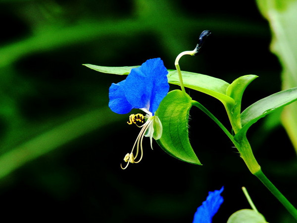 鸭舌草美图欣赏 - 功圣花卉