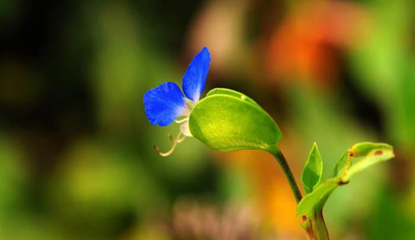 鸭舌草美图欣赏(图2)
