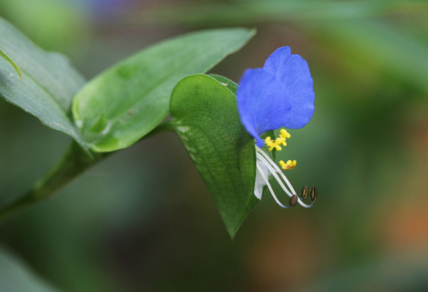 鸭舌草美图欣赏(图4)