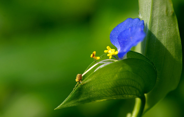 鸭舌草美图欣赏(图5)