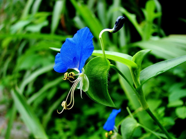 鸭舌草美图欣赏(图6)