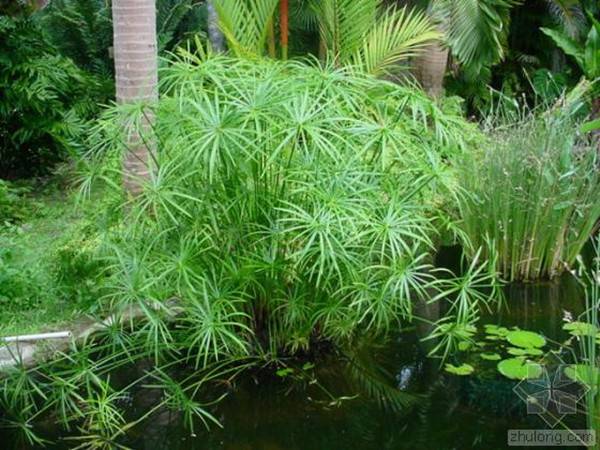 旱伞草——风姿卓然(图4)