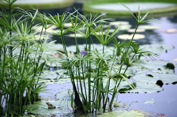 旱伞草——风姿卓然(图5)
