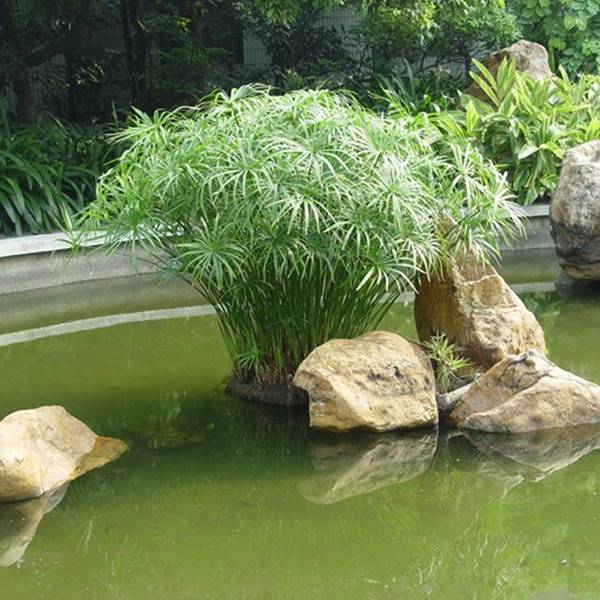 旱伞草——风姿卓然(图6)