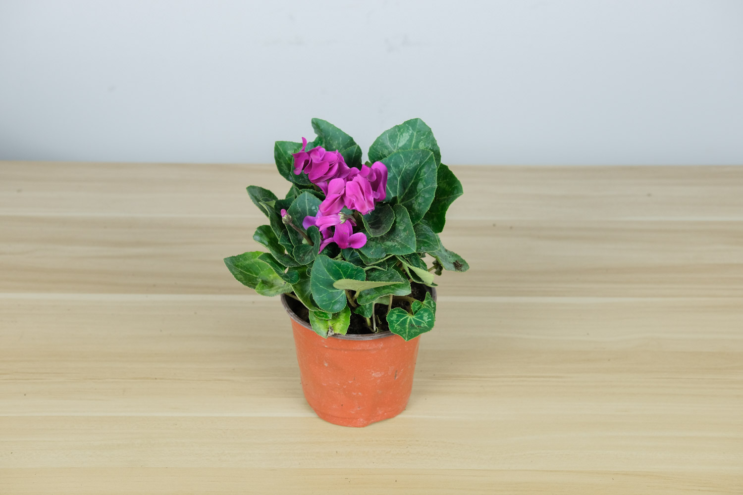 奏一支仙客来乐曲(图2)