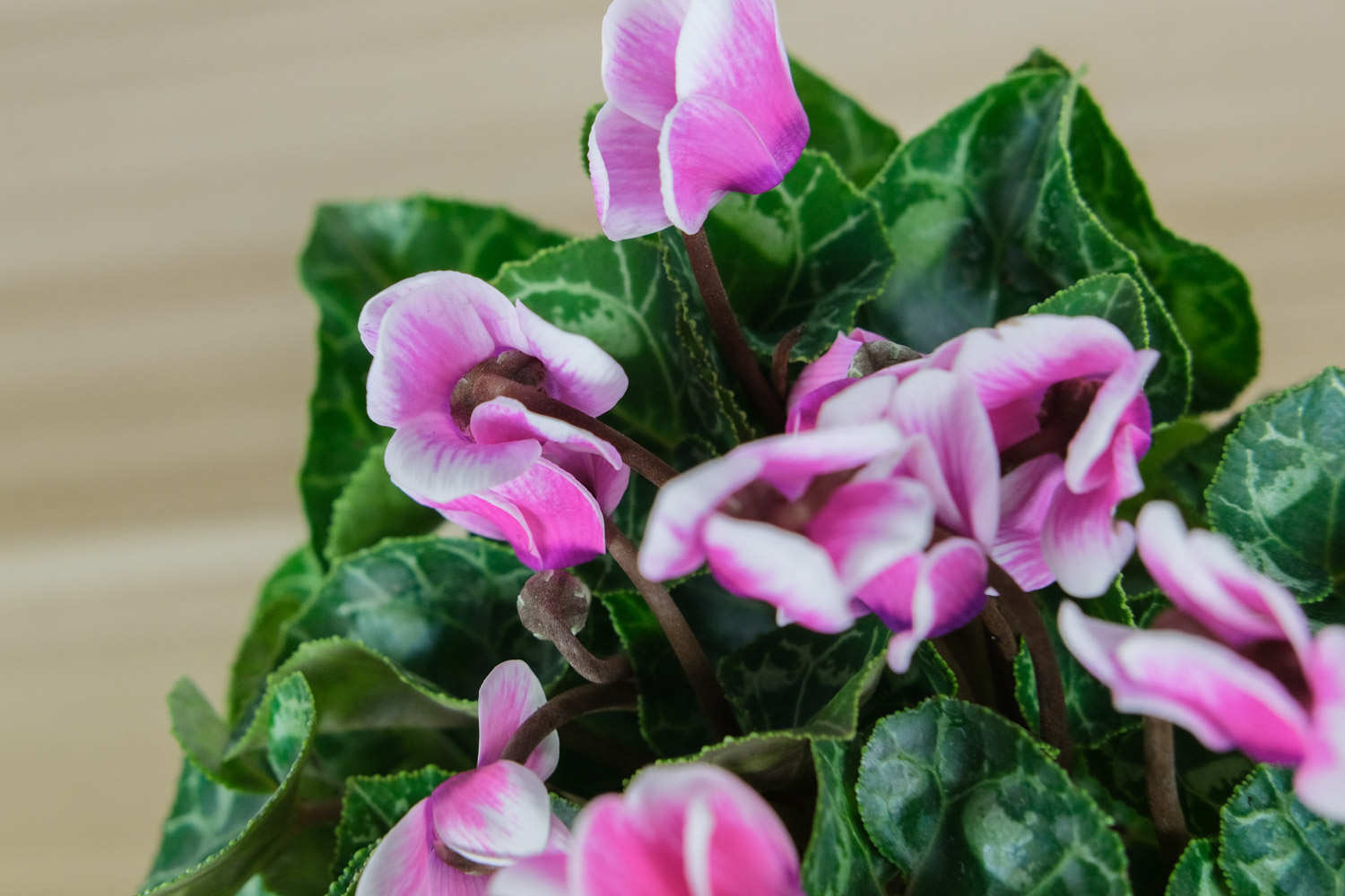 奏一支仙客来乐曲(图4)