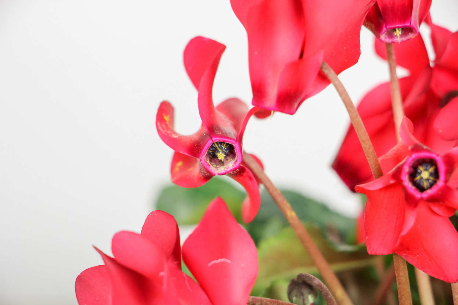 奏一支仙客来乐曲(图5)