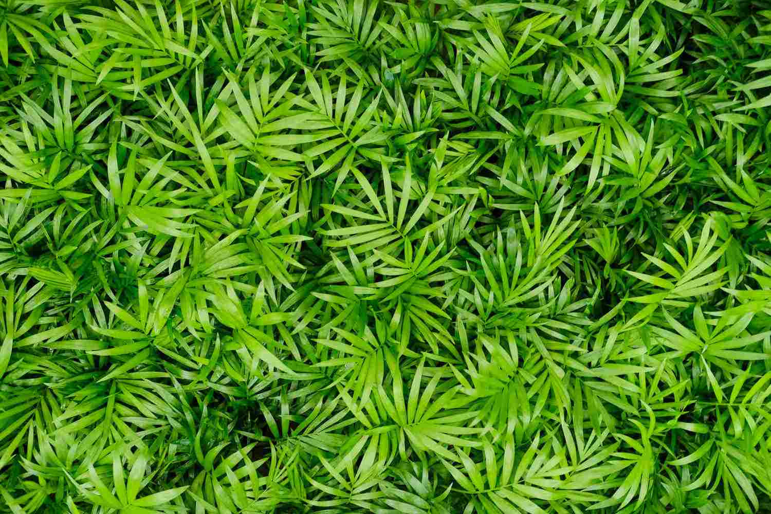 袖珍椰子：世界冷漠已久，你要坚强起来 - 功圣花卉