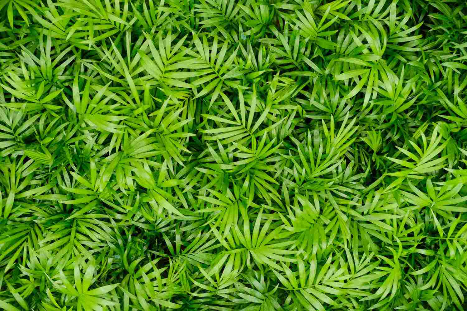 袖珍椰子：世界冷漠已久，你要坚强起来(图2)