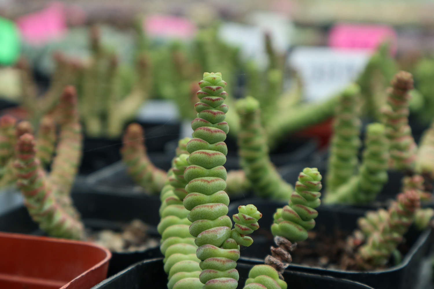 经典中的经典，超牛钱串 - 功圣花卉