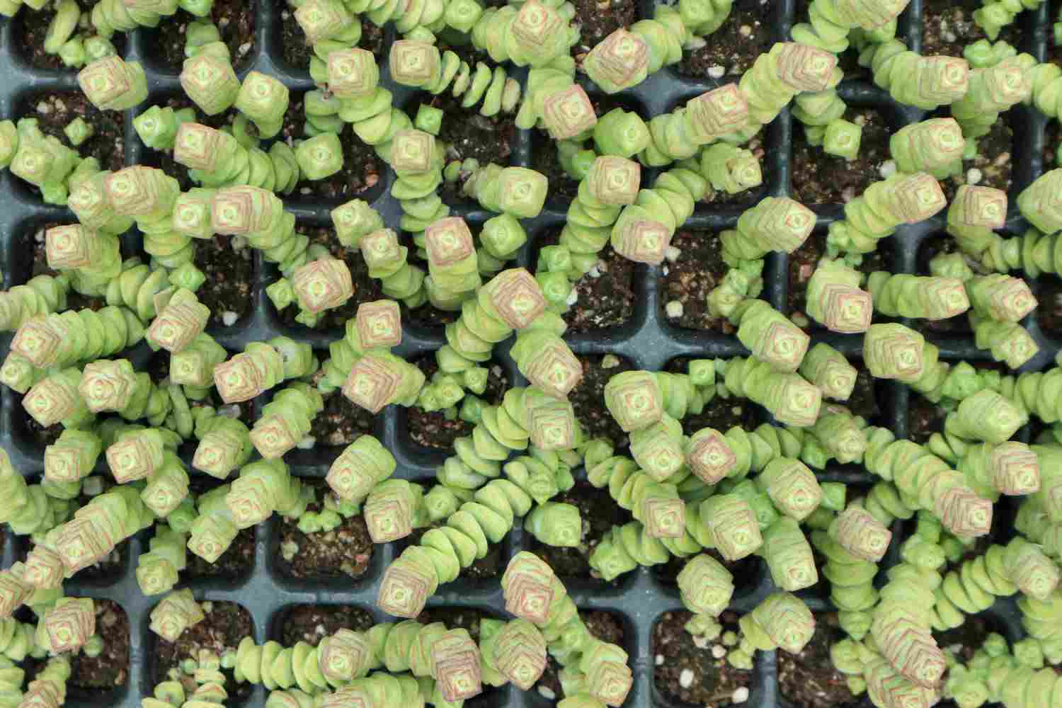 经典中的经典，超牛钱串(图2)