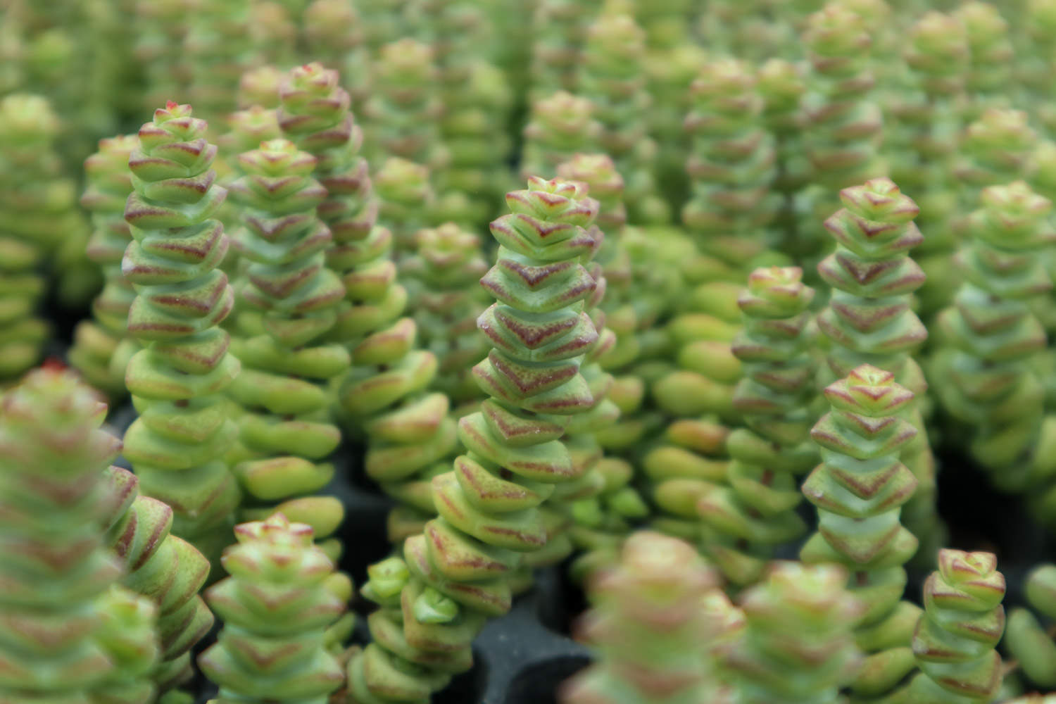 经典中的经典，超牛钱串(图3)