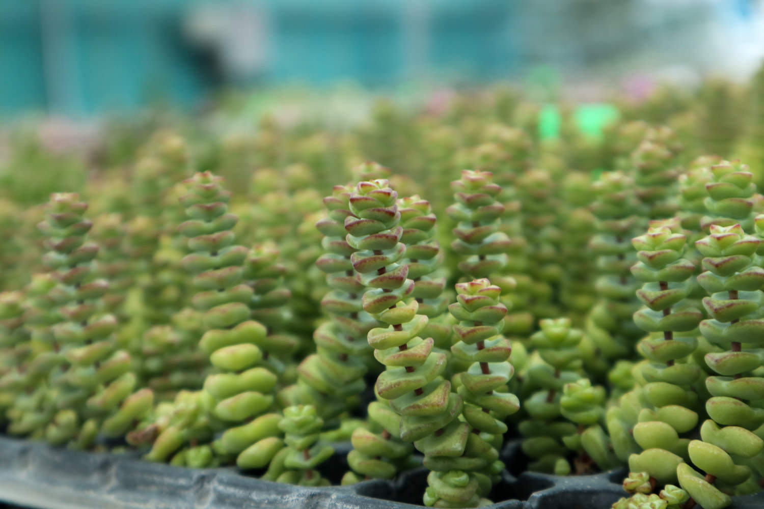 经典中的经典，超牛钱串(图4)