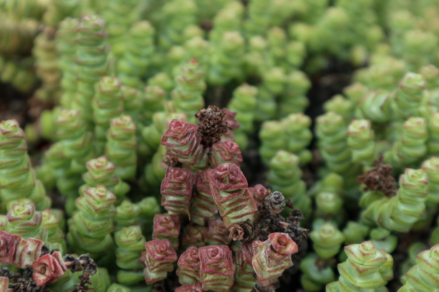 经典中的经典，超牛钱串(图5)