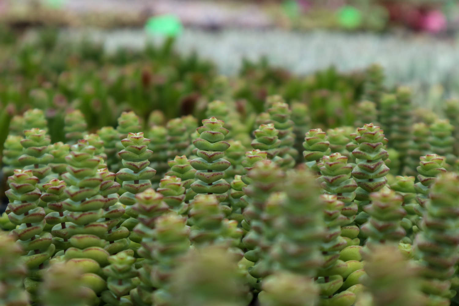 经典中的经典，超牛钱串(图6)