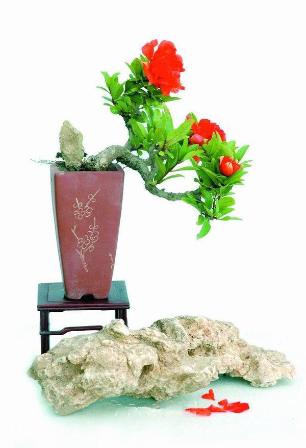 石榴成熟前——石榴花盆景 - 功圣花卉