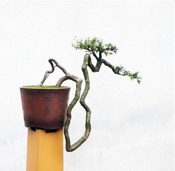 石榴成熟前——石榴花盆景(图2)