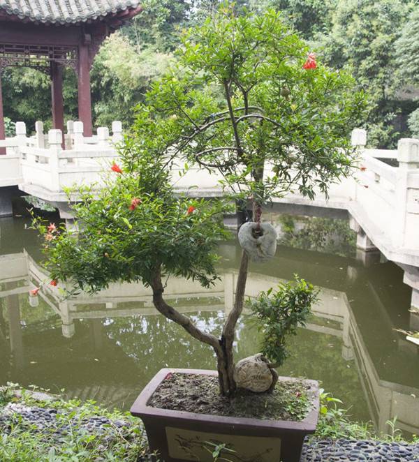 石榴成熟前——石榴花盆景(图3)