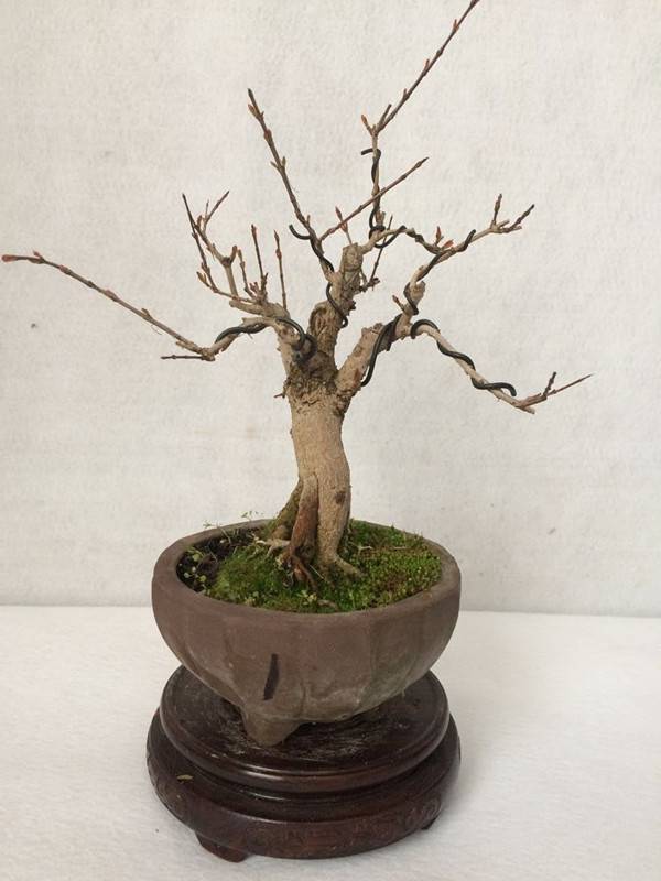 石榴成熟前——石榴花盆景(图4)