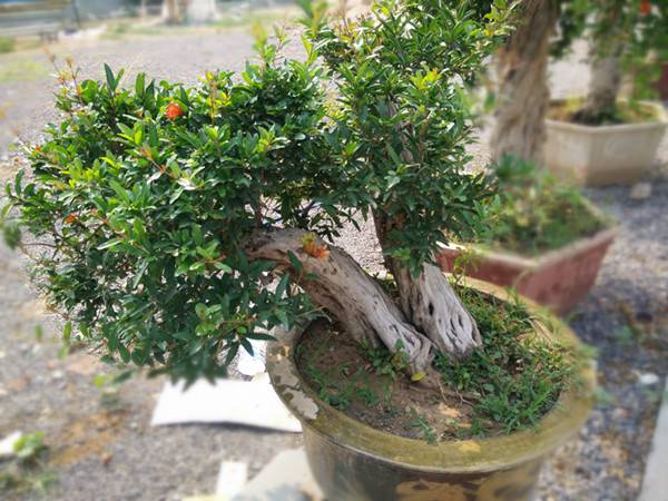 石榴成熟前——石榴花盆景(图5)
