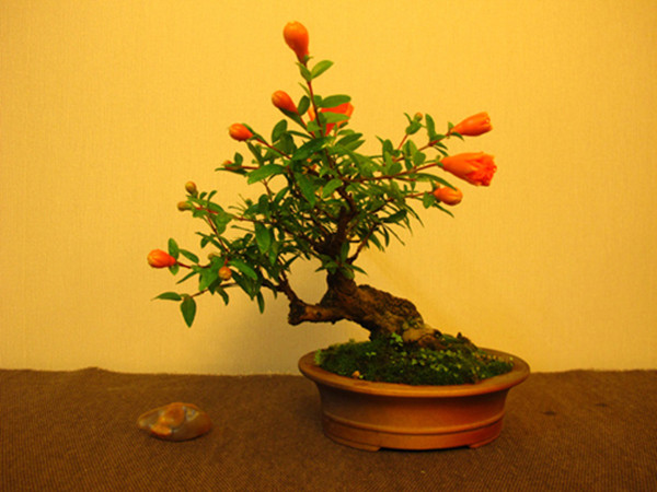 石榴成熟前——石榴花盆景(图6)