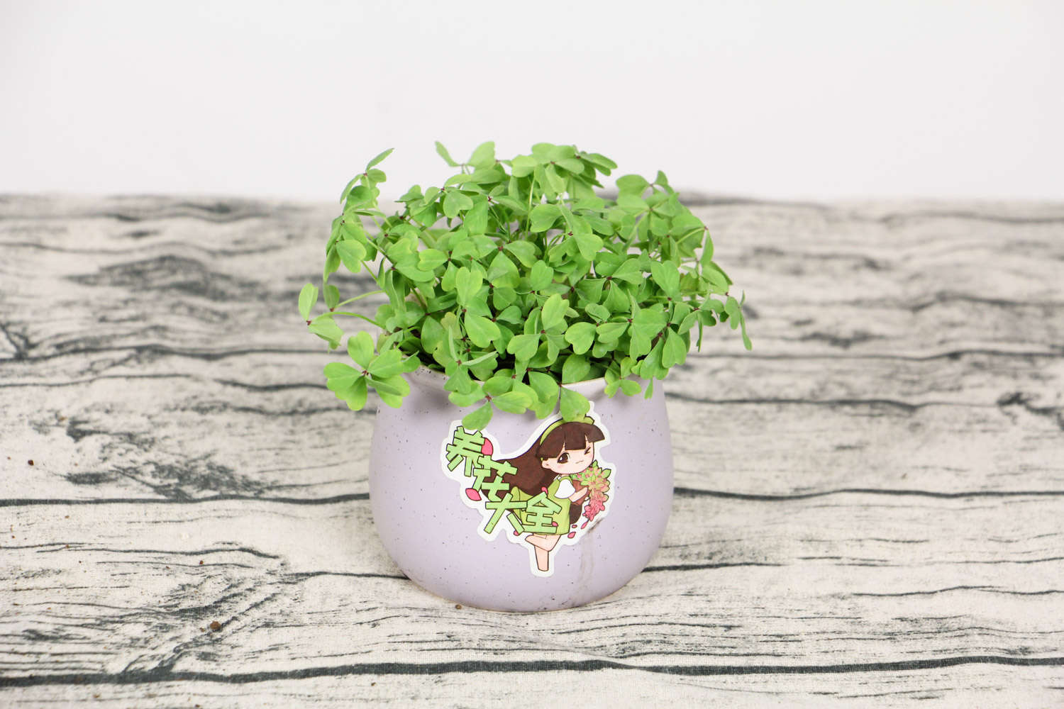 儿时常见的酢浆草 - 功圣花卉