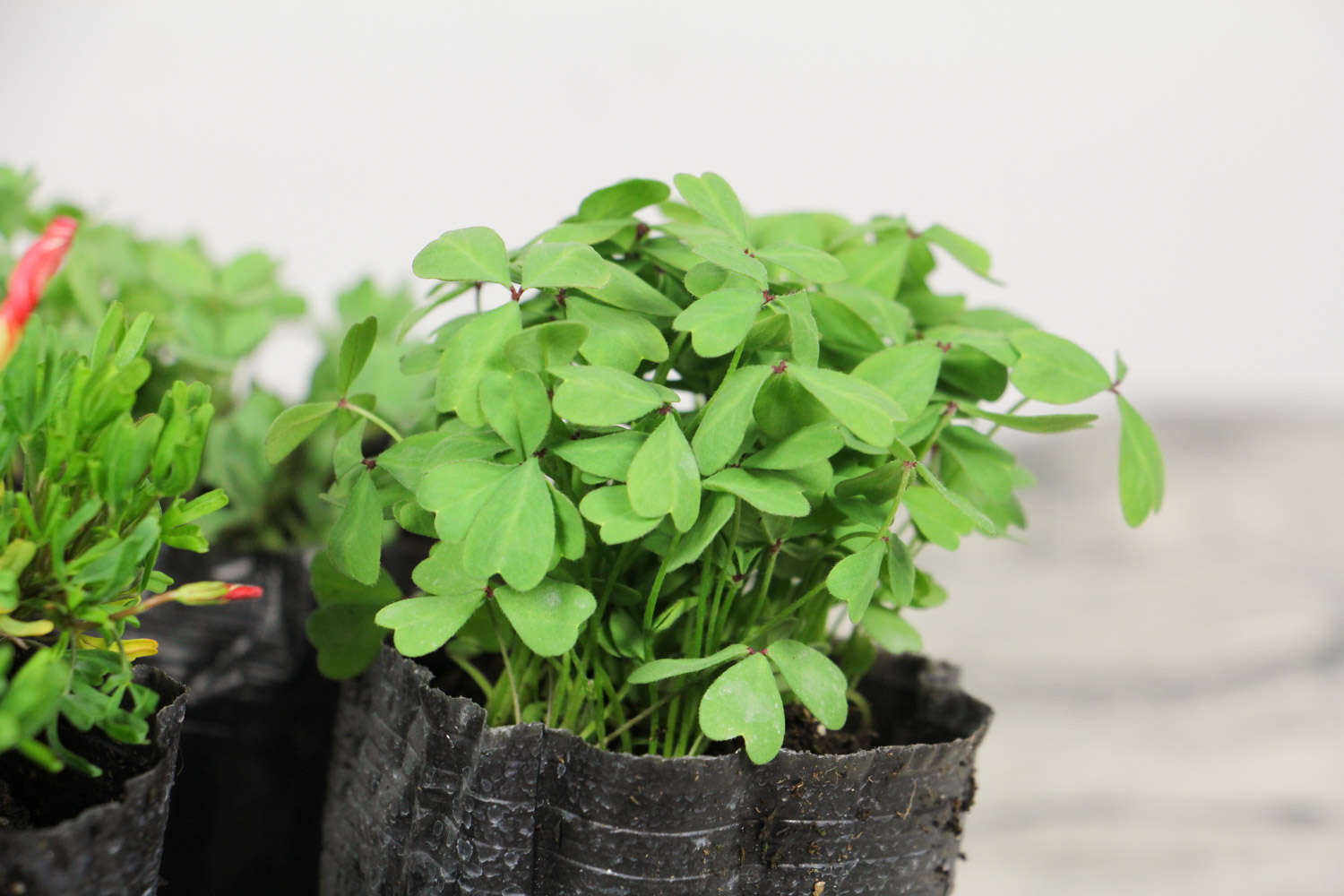 儿时常见的酢浆草(图2)