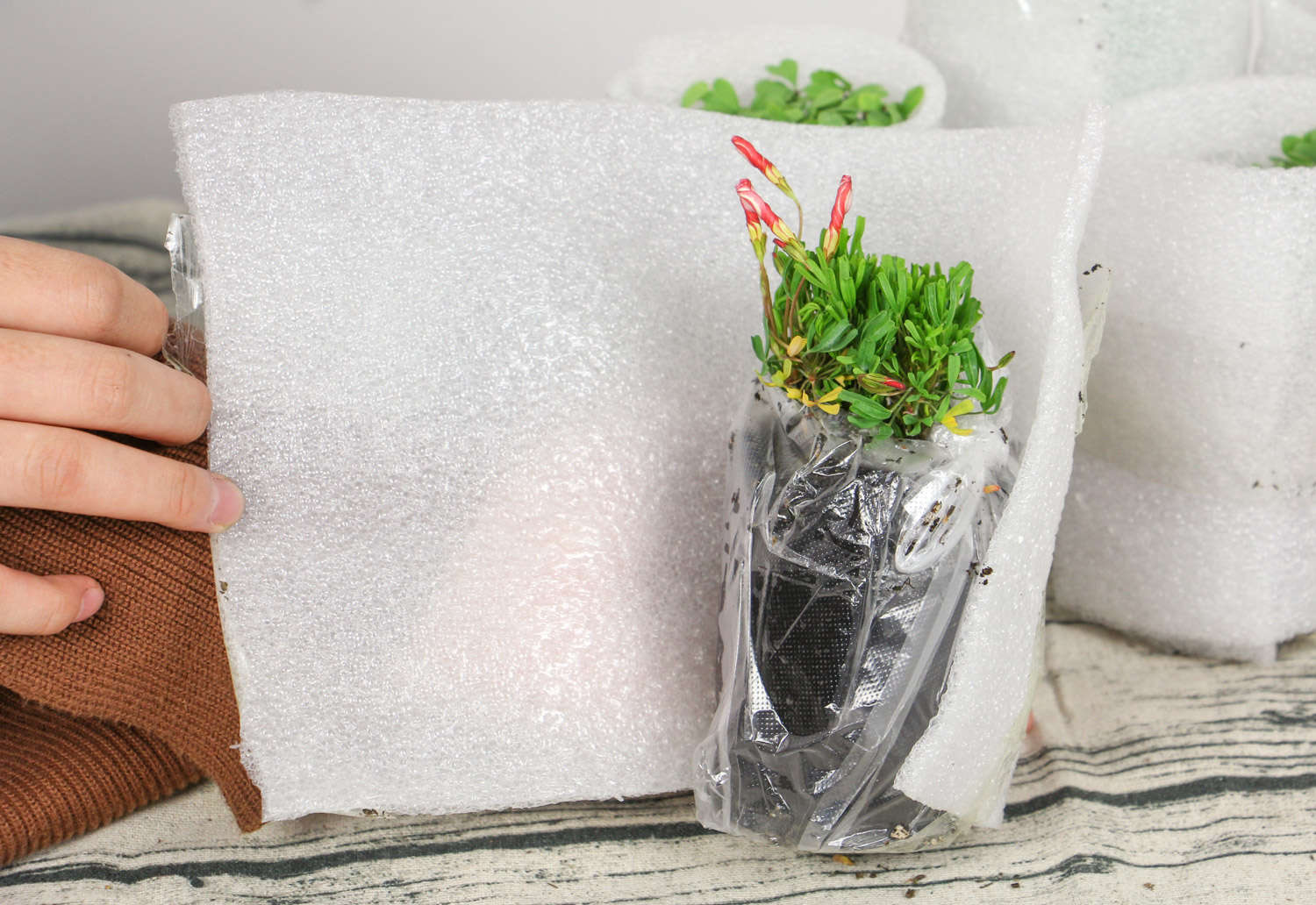 儿时常见的酢浆草(图4)