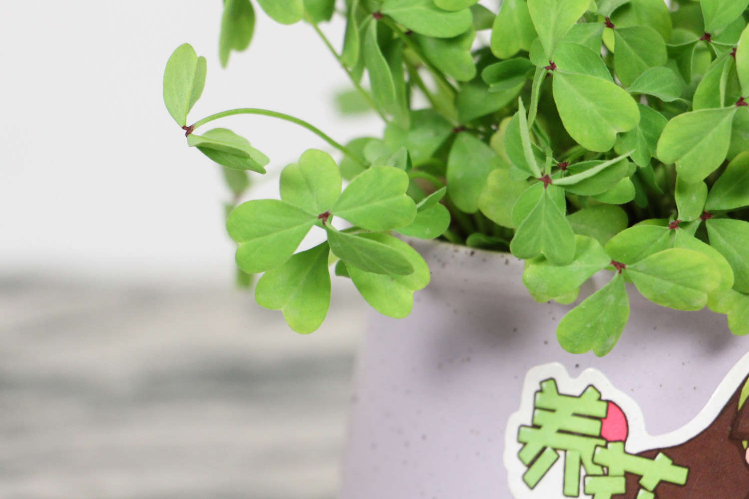 儿时常见的酢浆草(图5)