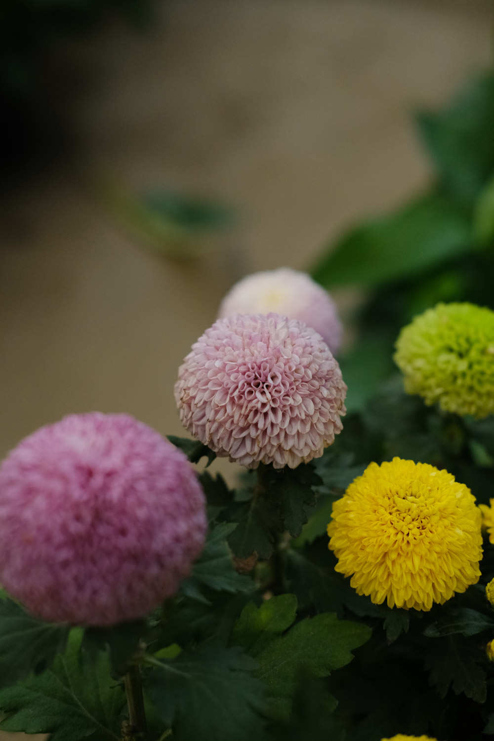 花中运动乒乓菊(图3)