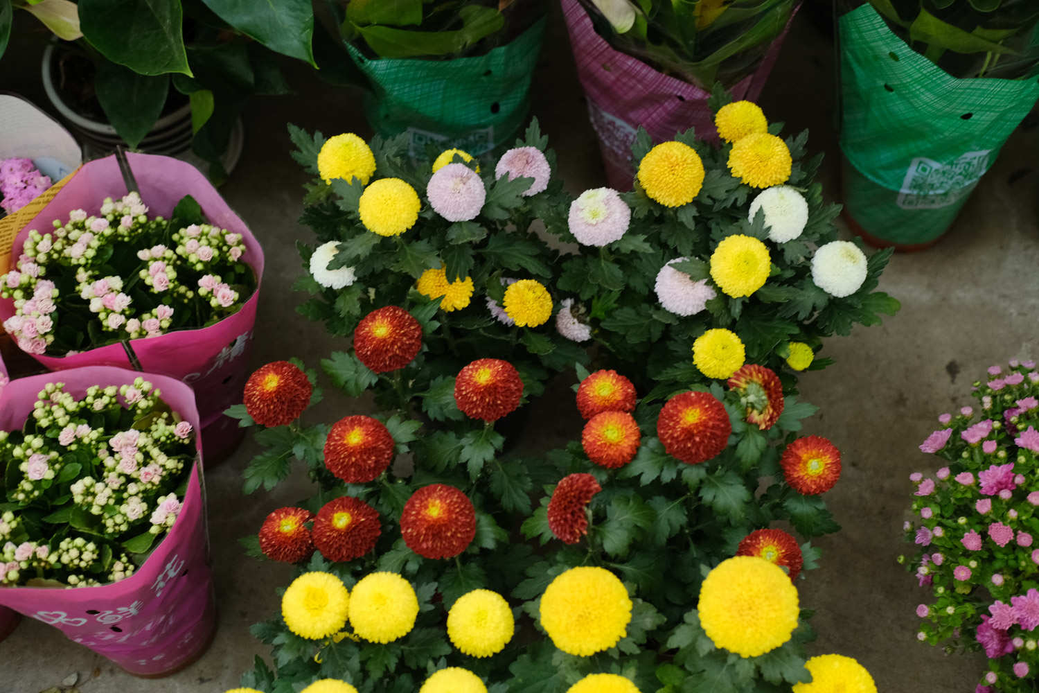 花中运动乒乓菊(图4)