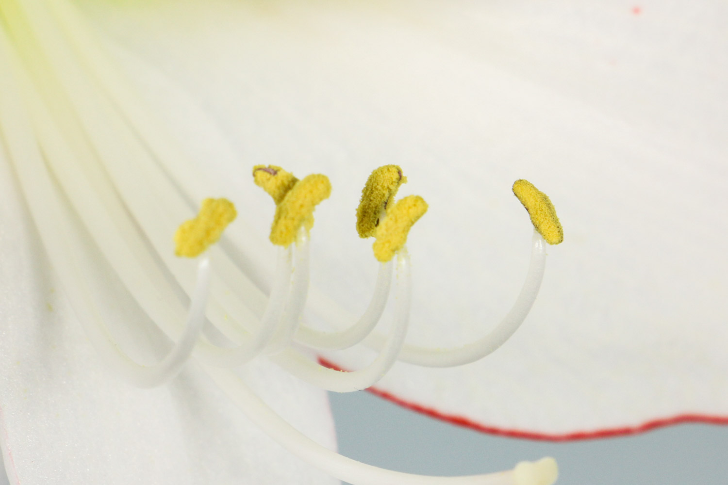 渴望被爱的朱顶红(图3)