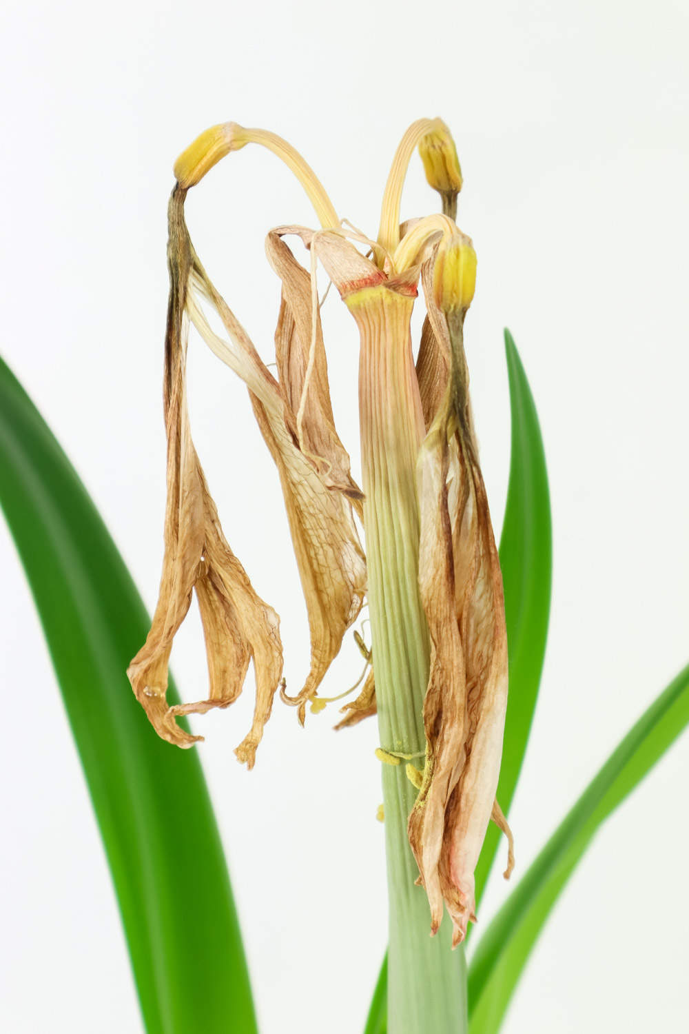 渴望被爱的朱顶红(图4)